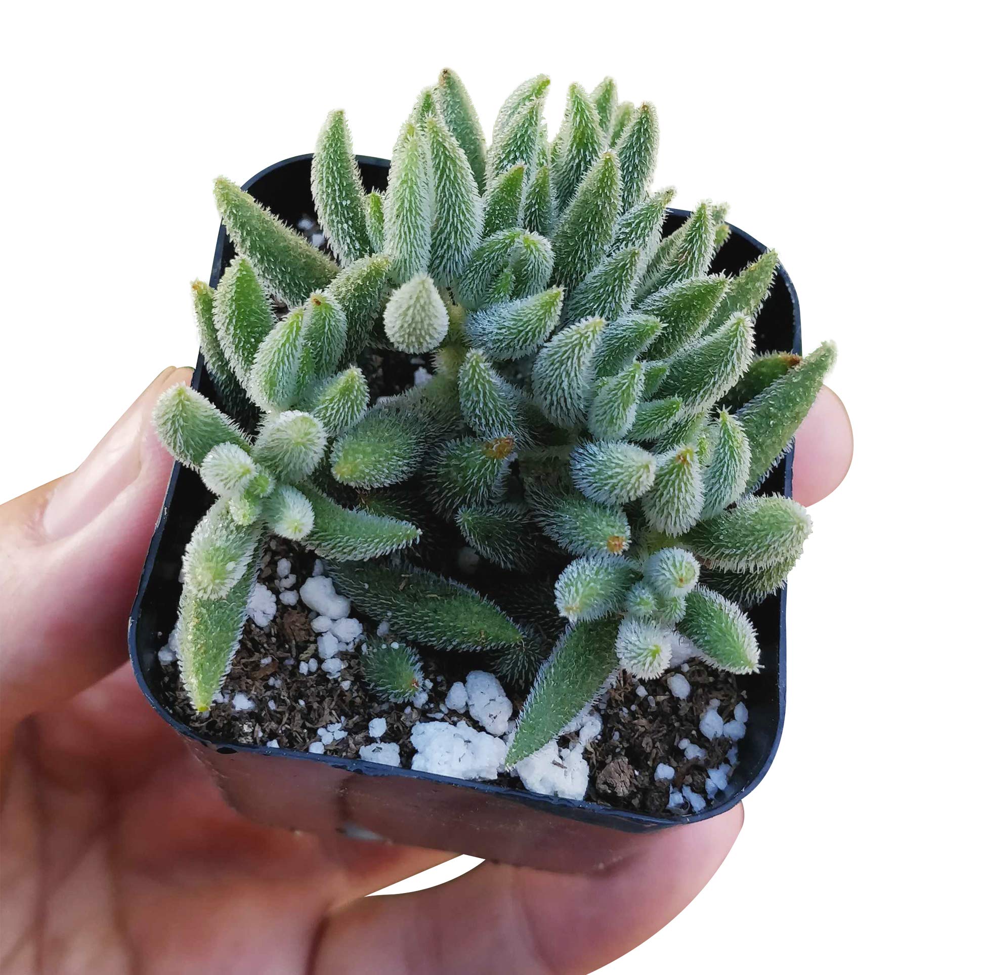 M✧succulent ·͜· ︎︎ᕷ Amazon.com : Crassula mesembryanthemoides Fuzzy Hairy (2 inch